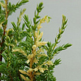 Можжевельник Hibernica Variegata Можжевельник Hibernica Variegata
