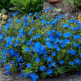 Литодора раскидистая Heavenly Blue