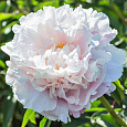 Пион травянистый Гардения