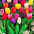 Тюльпан многоцветковый "Весенняя палитра"  смесь сортов Тюльпан многоцветковый "Весенняя палитра"  смесь сортов
