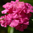 Гвоздика Диана Пинк Гвоздика Диана Пинк