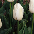 Тюльпан Триумф Вайт Хевен Тюльпан Триумф Вайт Хевен