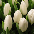 Тюльпан Триумф Вайт Хевен Тюльпан Триумф Вайт Хевен
