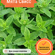 Мята Свисс Мята Свисс