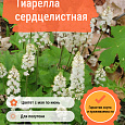Тиарелла сердцелистная