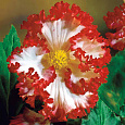 Бегония Клубневая Crispa Marginata White Red