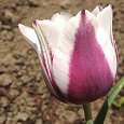 Тюльпан Триумф Шпицберген