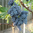 Виноград плодовый Памяти Домбковской