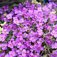 Аубриета (Обриета) гибридная Argenteovariegata