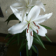 Лилия восточная Астериан