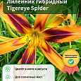 Лилейник гибридный Tigereye Spider Лилейник гибридный Tigereye Spider