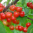Черешня Соперница Черешня Соперница