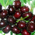 Черешня Подарок Степанову Черешня Подарок Степанову
