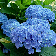 Гортензия крупнолистная Forever ever blue Гортензия крупнолистная Forever ever blue