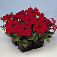 Петуния грандифлора Игл Ред
