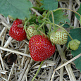 Земляника садовая Эверест