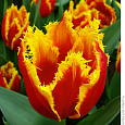 Тюльпан бахромчатый Палмарес Тюльпан бахромчатый Палмарес