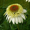 Эхинацея пурпурная Милкшейк