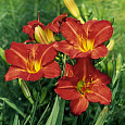Лилейник гибридный Ред Рам Лилейник гибридный Ред Рам