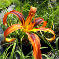 Лилейник гибридный Tigereye Spider Лилейник гибридный Tigereye Spider