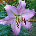 Лилия восточная Шейла Лилия восточная Шейла