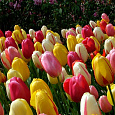 Тюльпан Триумф "Весенний фейерверк" смесь сортов Тюльпан Триумф "Весенний фейерверк" смесь сортов