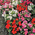 Бегония вечноцветущая зеленолистная Монза Микс