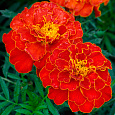 Бархатцы отклоненные махровые Ред черри