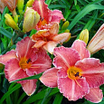 Лилейник гибридный Pretty fancy Лилейник гибридный Pretty fancy