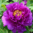 Пион древовидный Фиолетовый лотос Пион древовидный Фиолетовый лотос
