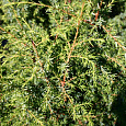 Можжевельник Hibernica Variegata Можжевельник Hibernica Variegata