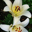 Лилия ЛА-гибрид Бах Лилия ЛА-гибрид Бах