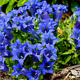 Горечавка (горький корень) семираздельная Deep Blue