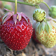 Земляника садовая Таго