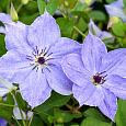 Клематис крупноцветковый Скайфолл