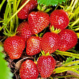 Земляника садовая Фея