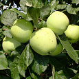 Яблоня  Московское позднее